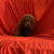 Toy Poodle Tinny Mini Yavrular